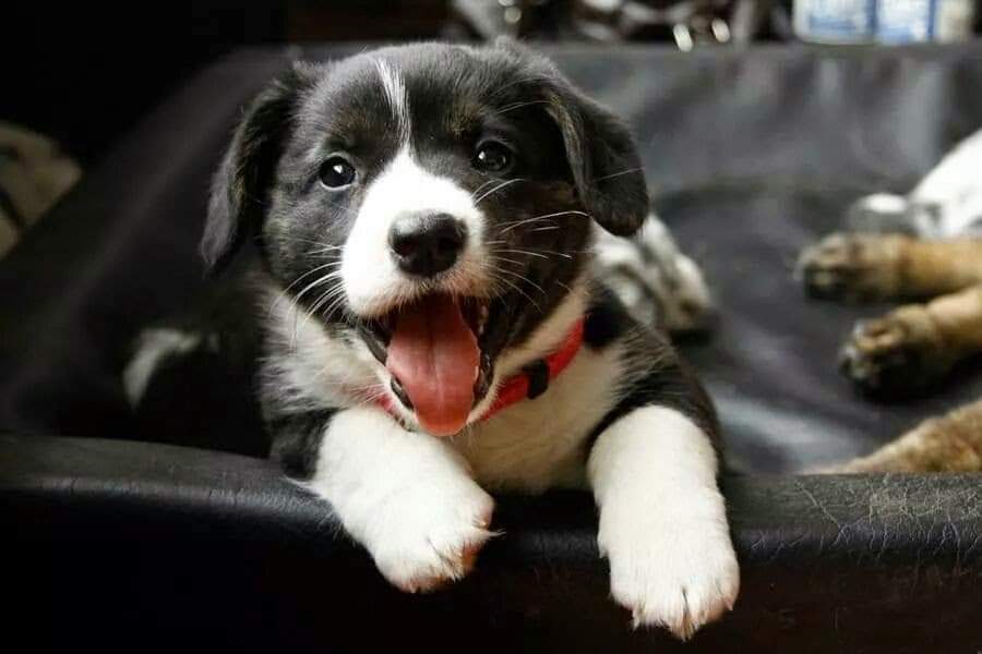 Gråmoens Arctic Panda 