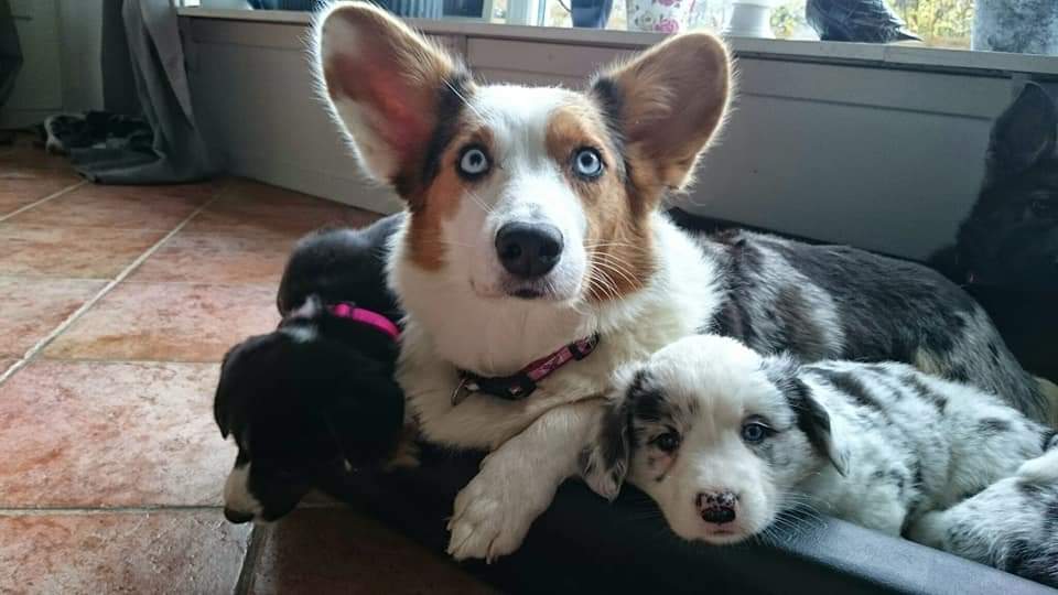 Argent Lillith og mamma